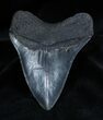 Serrated Georgia Inch Megalodon Tooth #1352-1